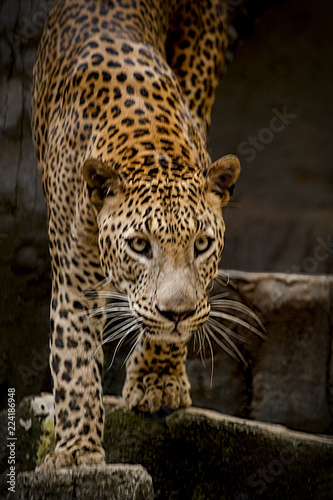 The Look of a Leopard