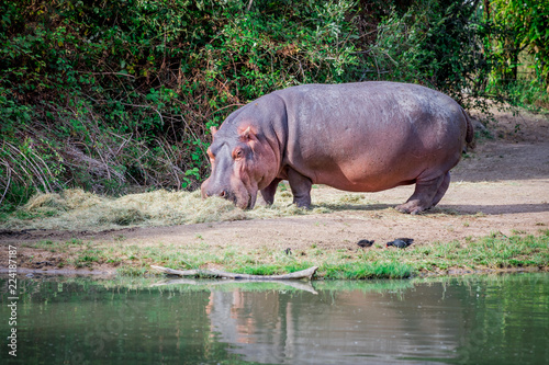 Hippopotame photo