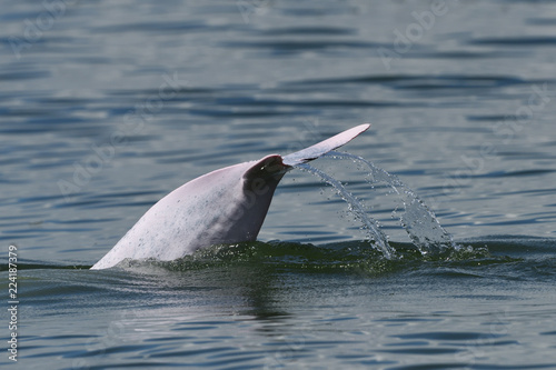Pink dolphin china photo