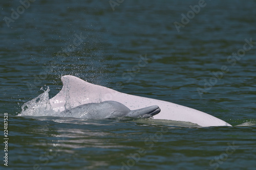 Pink dolphin china photo