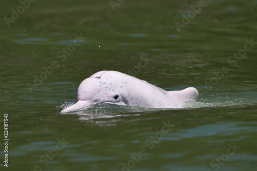 Pink dolphin china photo
