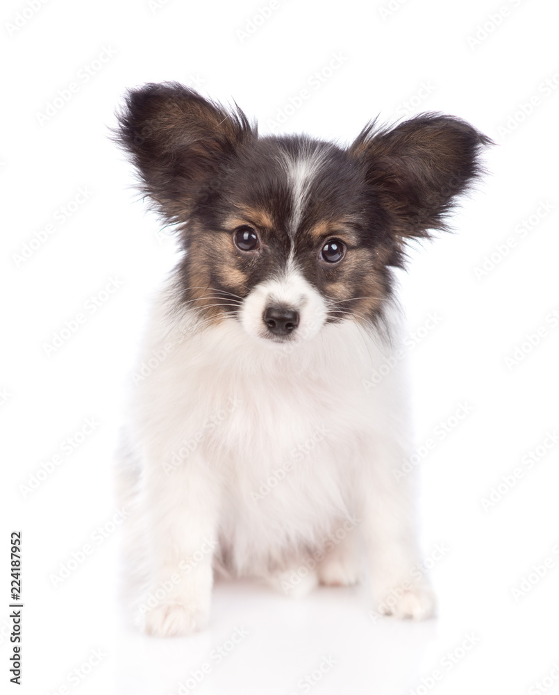 Papillon puppy sitting in front view. isolated on white background Papillon puppy sitting in front view. isolated on white background