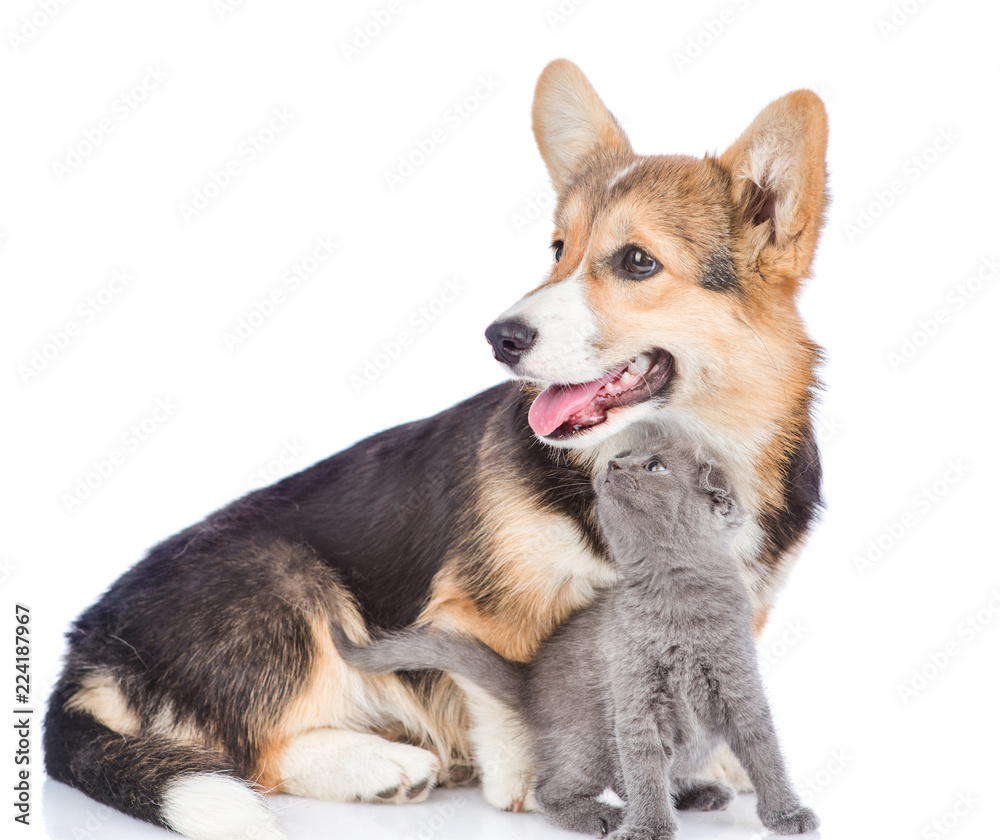 tender tiny kitten caresses about corgi puppy. isolated on white background