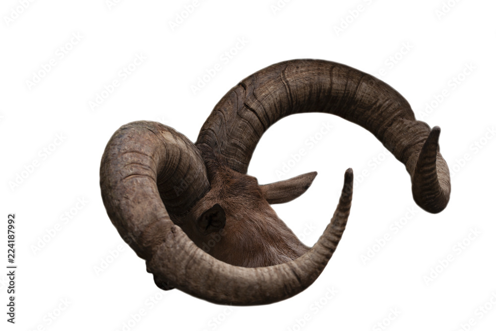 Head of goat with pair of brown goat horns Head of goat with pair of brown goat horns