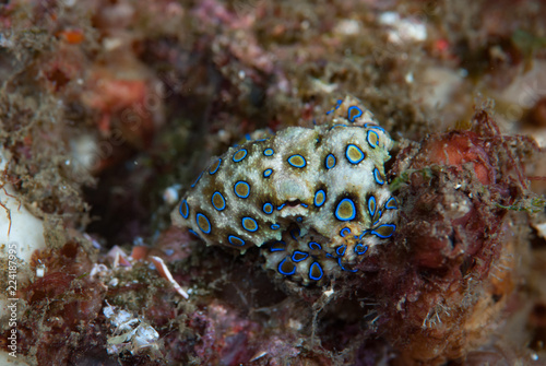 Blue-ringed octopus Hapalochlaena lunulata © Francesco