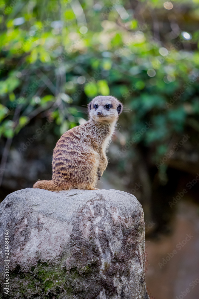 Fototapeta premium Suricate