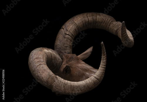 Head of goat with pair of brown goat horns