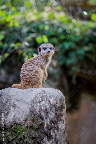 Suricate photo