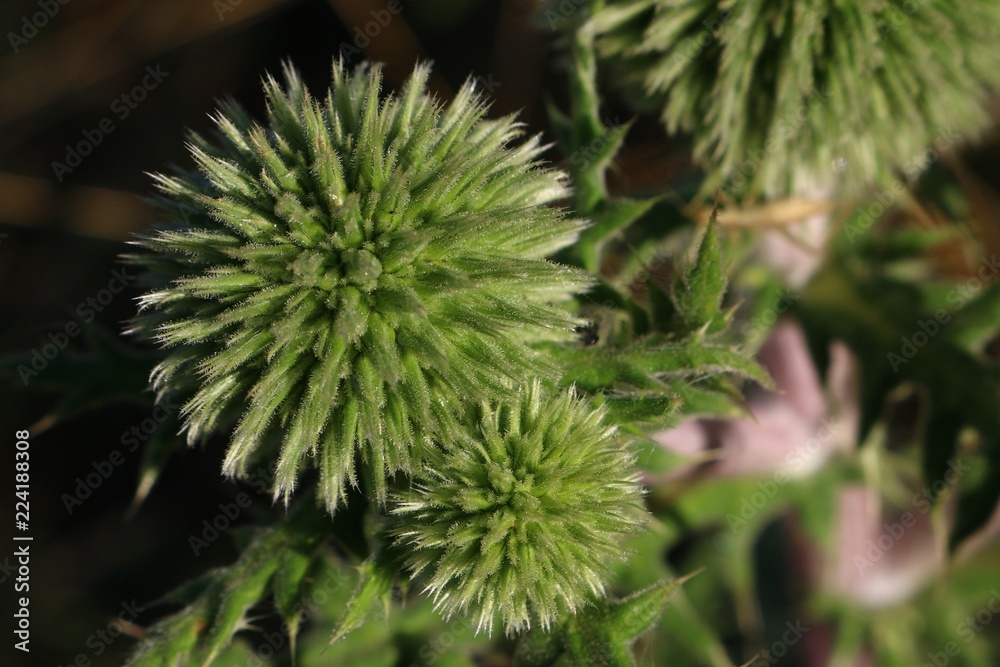 thistle thistle