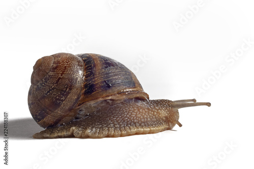 Close-up of a snail on white background photo