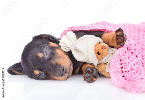 Sleeping dachshund puppy under blanket with toy bear. isolated on white background