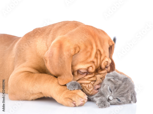 Playful bordeaux puppy bitting kitten. isolated on white background