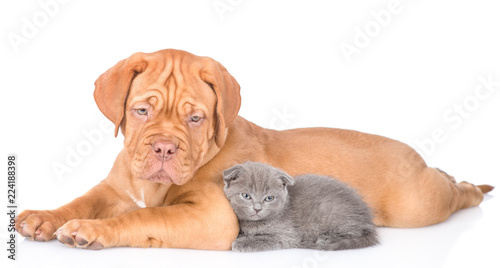 Bordeaux puppy lying with tiny kitten in side view. isolated on white background