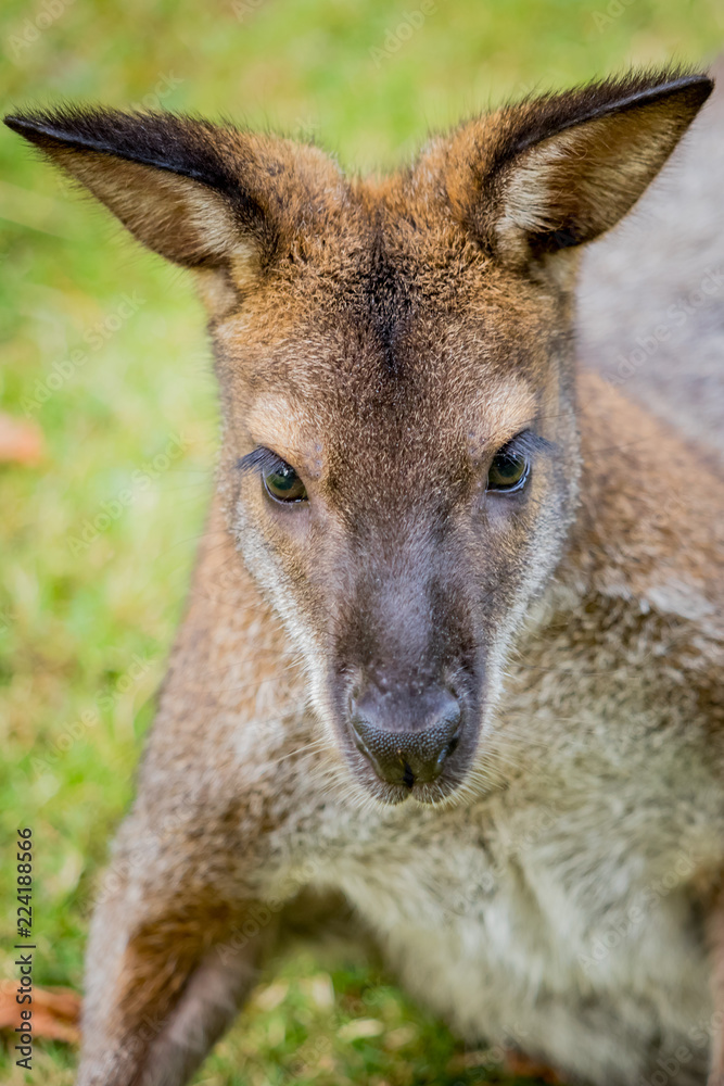 Wallaby à cou rouge