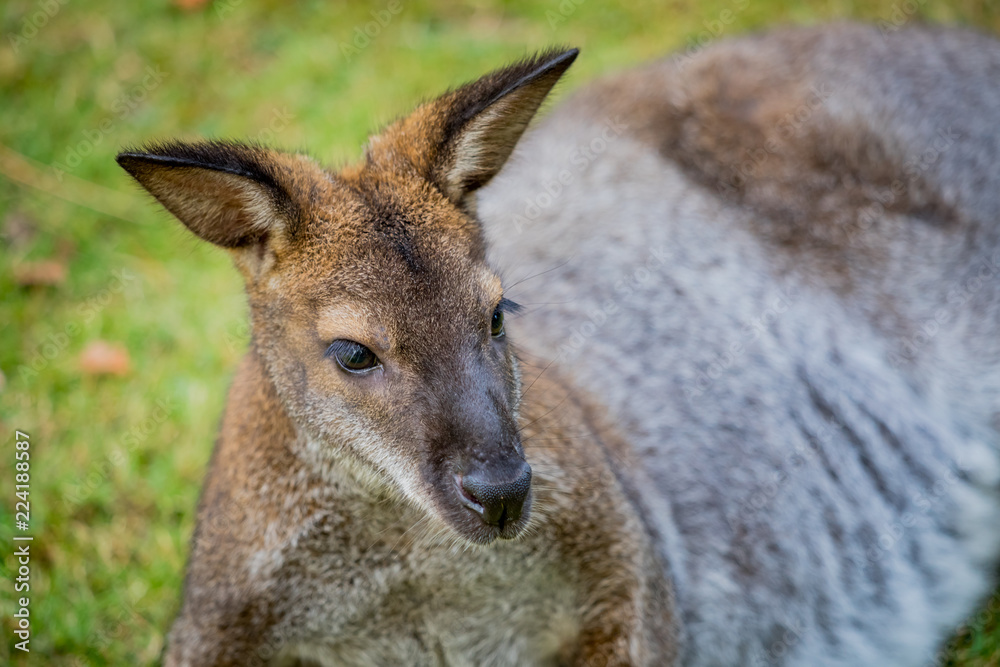 Wallaby à cou rouge
