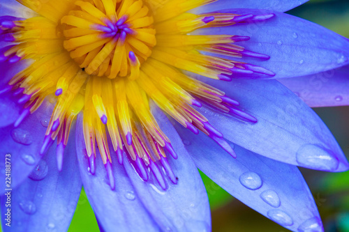 Fototapeta Naklejka Na Ścianę i Meble -  Close up of purple water lily