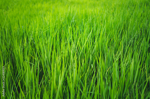 Rice field green paddy field In the countryside in the evening