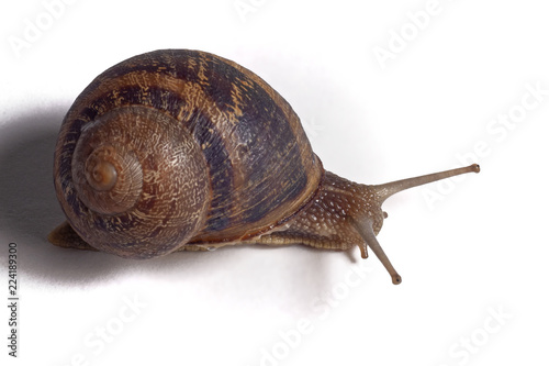 Close-up of a snail on white background