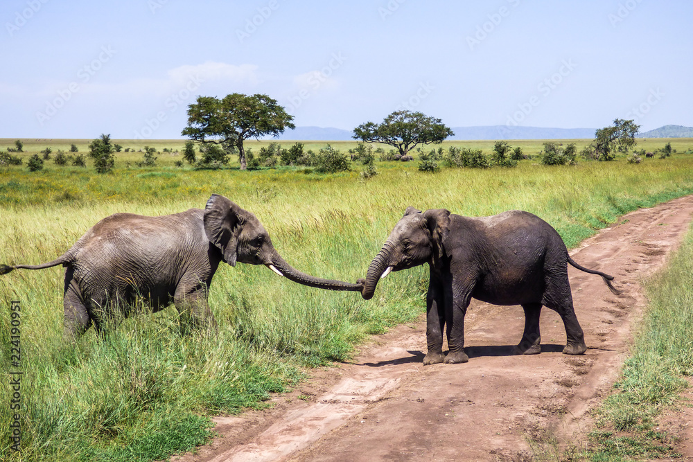 Fototapeta premium Elephant helps a friend over the road on the savannah in Serengeti, Tanzania.