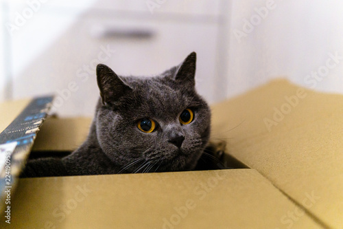 Katze schaut aus Karton