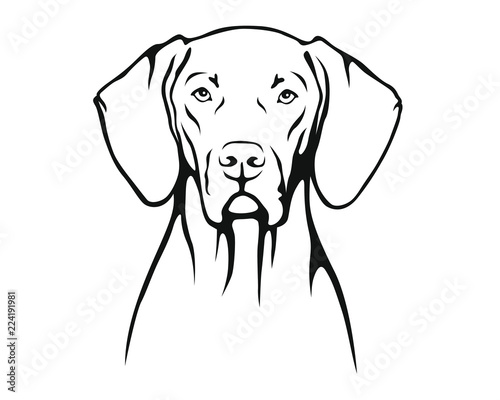 Magyar Vizsla - Ungarischer Vorstehhund