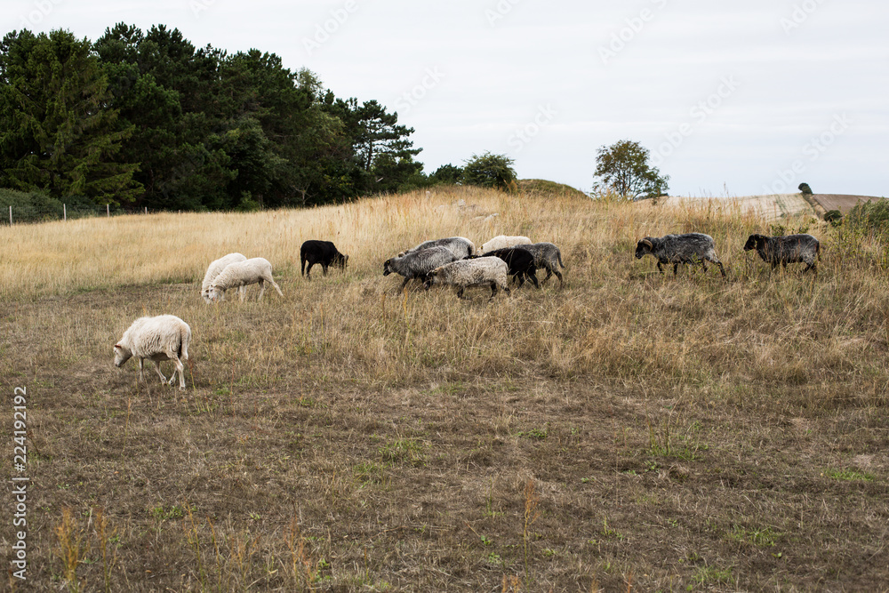 sheep grazing in summer on dry meadow sheep grazing in summer on dry meadow