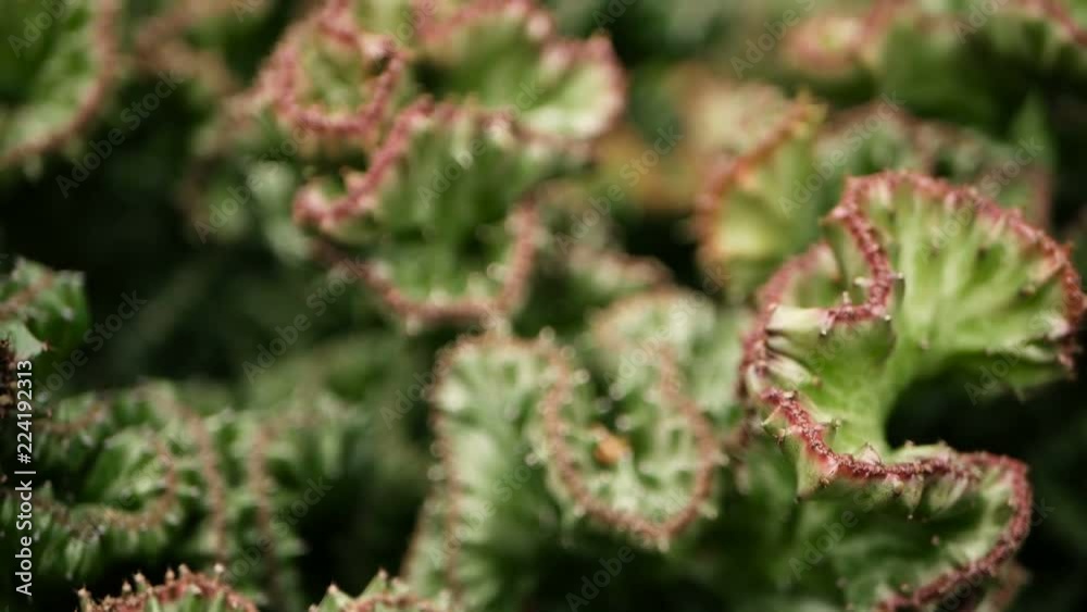 Leafless, spiny, evergreen desert plant cultivated as ornamental in botanical garden. Succulents background, natural pattern. Euphorbia crested cactus in greenhouse. Coral zigzag with pink spines.