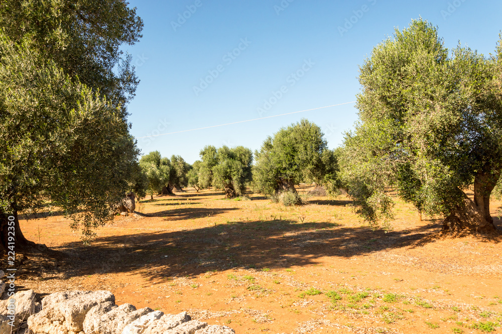 Olive trees in the countryside of Ostuni in Salento on the Adriatic sea