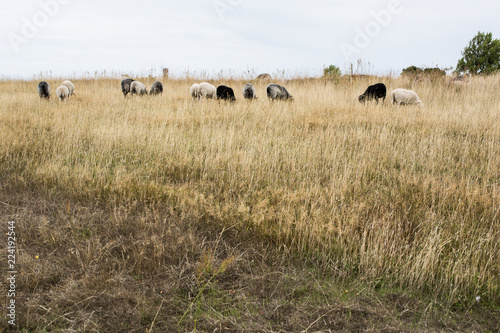 grazing sheep herd © pinot-noir