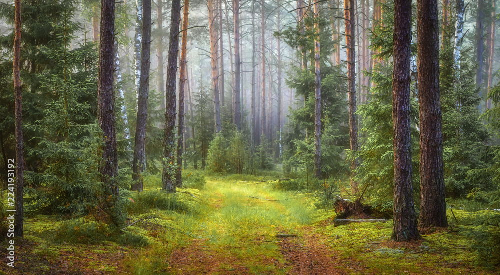 Obraz premium Krajobraz zielonego lasu