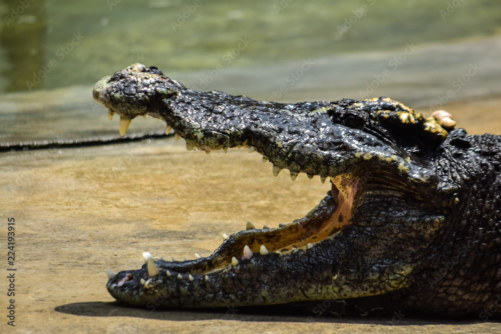 Obraz premium Crocodile farm