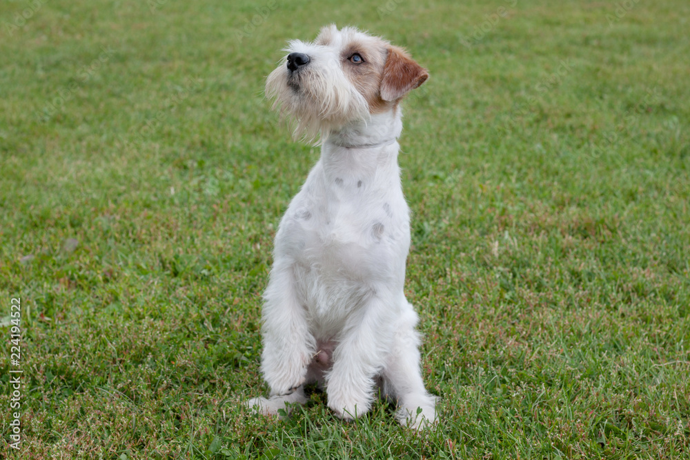 Cute jack russell terrier puppy is standing on the hind paws. Pet animals.