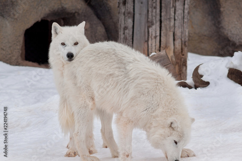 Two wild alaskan tundra wolves are playing on white snow. Canis lupus arctos. Polar wolf or white wolf.