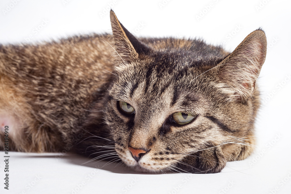 Very sad cat Very sad cat