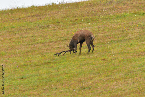 deer hart in mating season on meadow