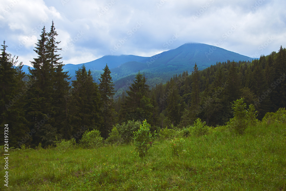 Fototapeta premium beautiful forest landscape in the mountains