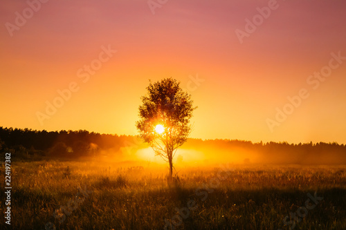 Sunset Sunrise In Misty Autumn Meadow Landscape With Lonely Tree