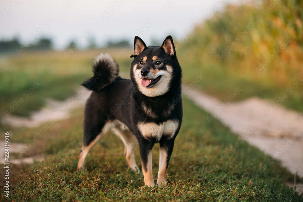 Beautiful Young Black And Tan Shiba Inu Dog Sitting Outdoor In G