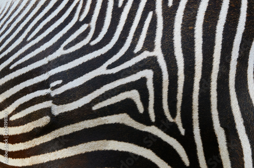 Stripes on a zebra skin