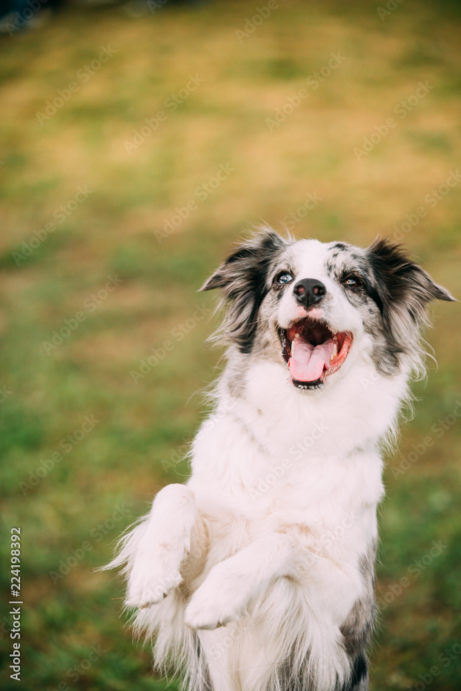 Border Collie Adult Dog Staying On Paws In Green Grass. Close Up