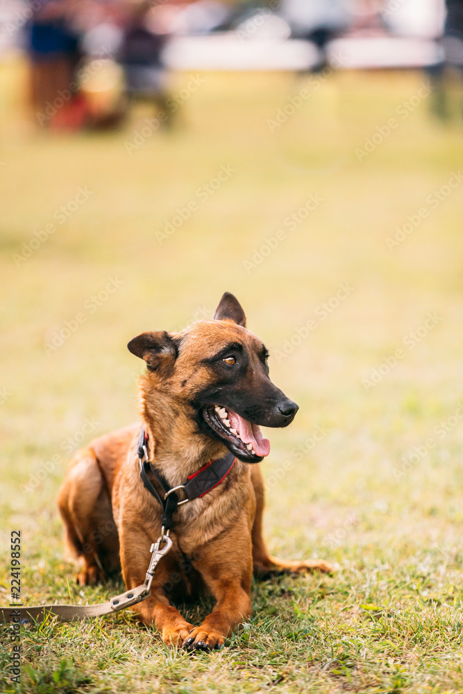 Malinois Dog Sit Outdoors In Grass. Belgian Sheepdog Are Active, Malinois Dog Sit Outdoors In Grass. Belgian Sheepdog Are Active,