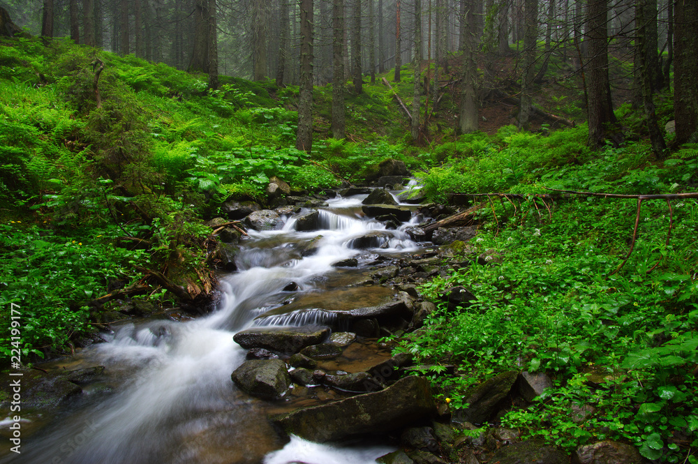 River in the woods River in the woods