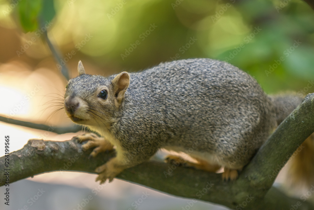 curious squirrel curious squirrel