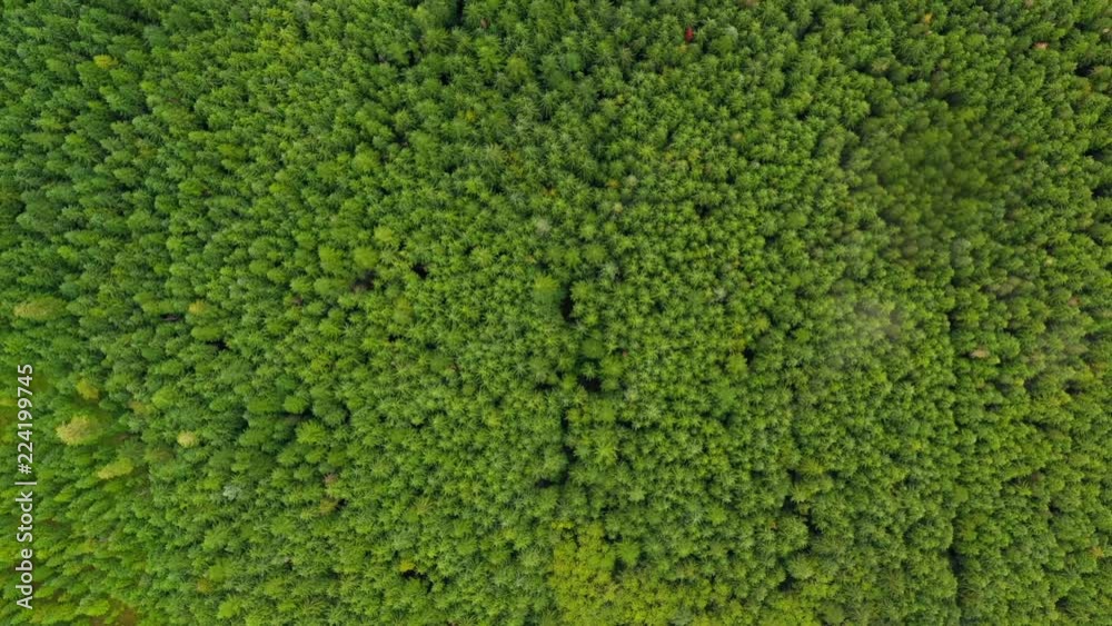 Aerial descent over forest green trees