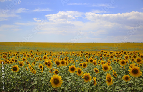 Fototapeta Naklejka Na Ścianę i Meble -  Sunflowers field on background of the blue sky