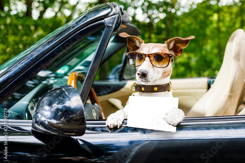 dog drivers license  driving a car photo