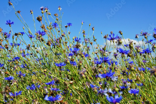 blau blühende Kornblume auf den Feldern Makro 