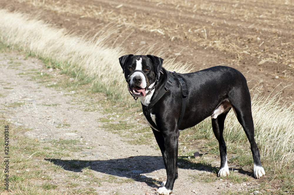 Bulldogge beim Auslauf auf dem freien Feld