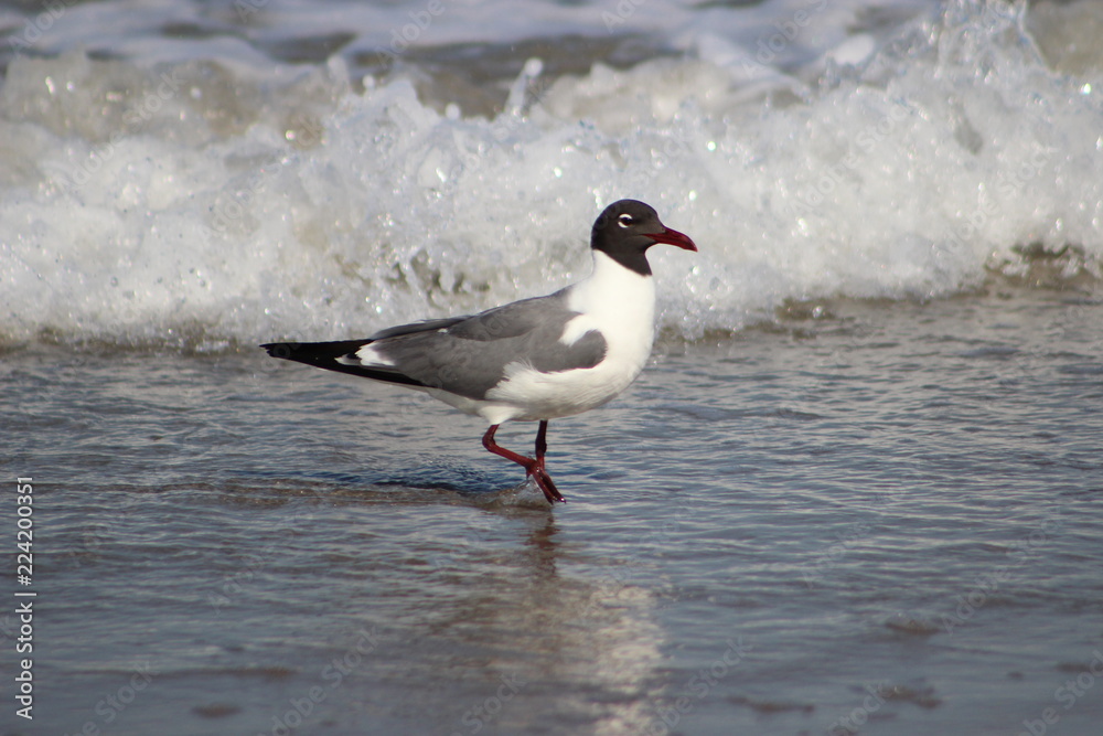 Seagull standing in water Seagull standing in water