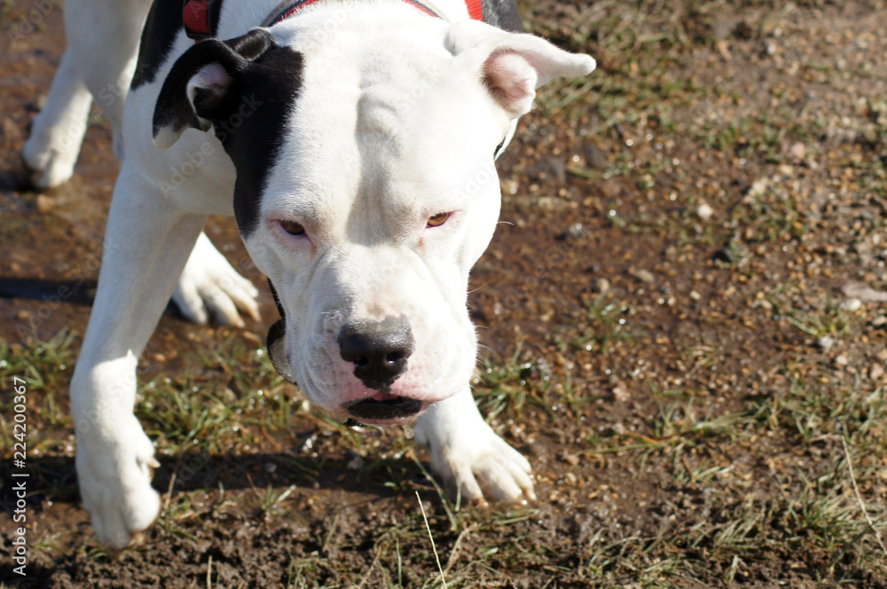 Bulldogge beim Auslauf auf dem freien Feld Bulldogge beim Auslauf auf dem freien Feld